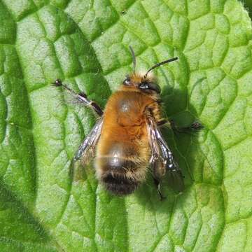 Image of Anthophora plumipes (Pallas 1772)