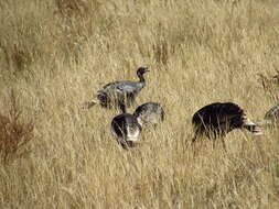 Image of Merriam's Turkey
