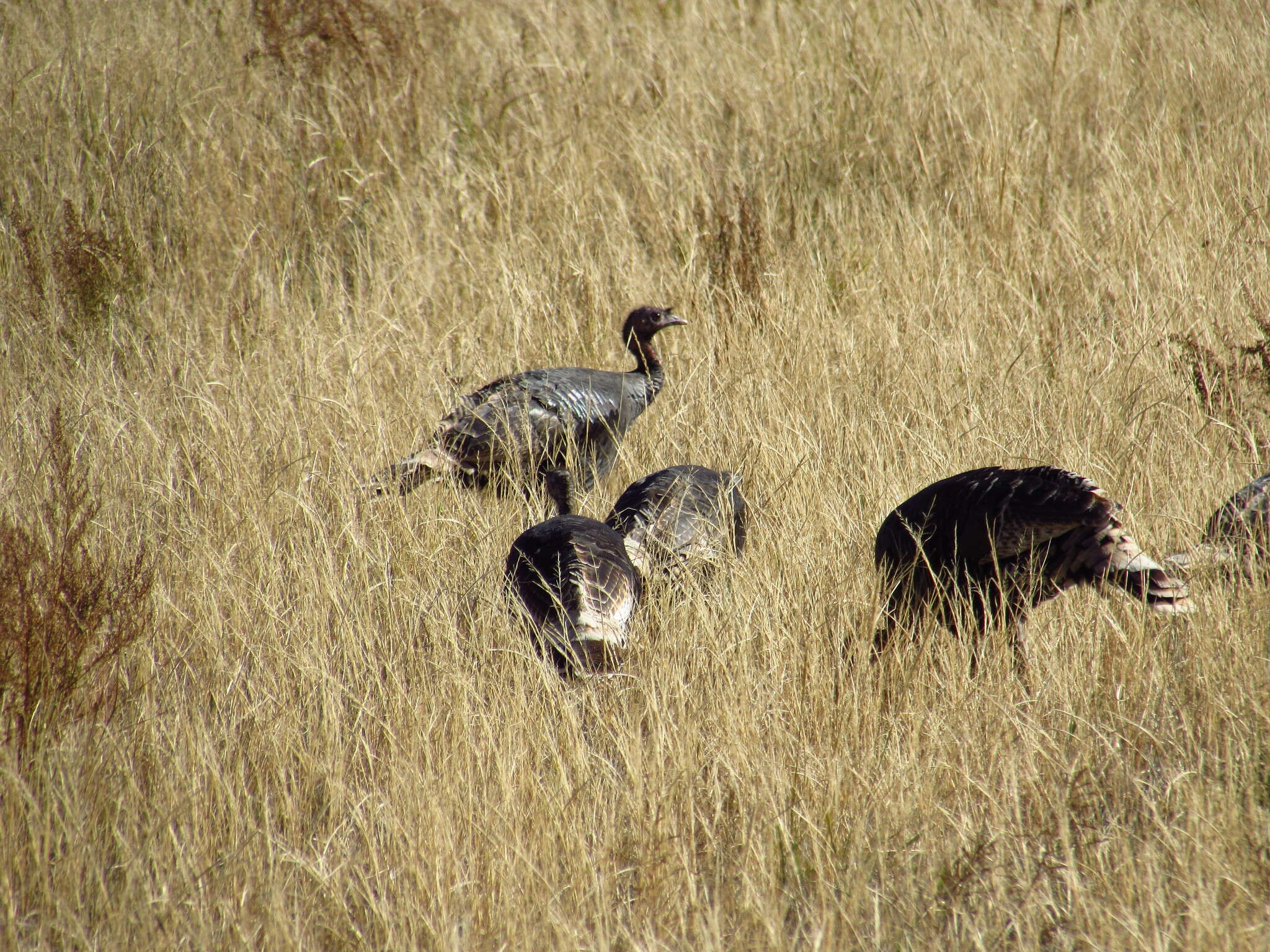 Image of Merriam's Turkey