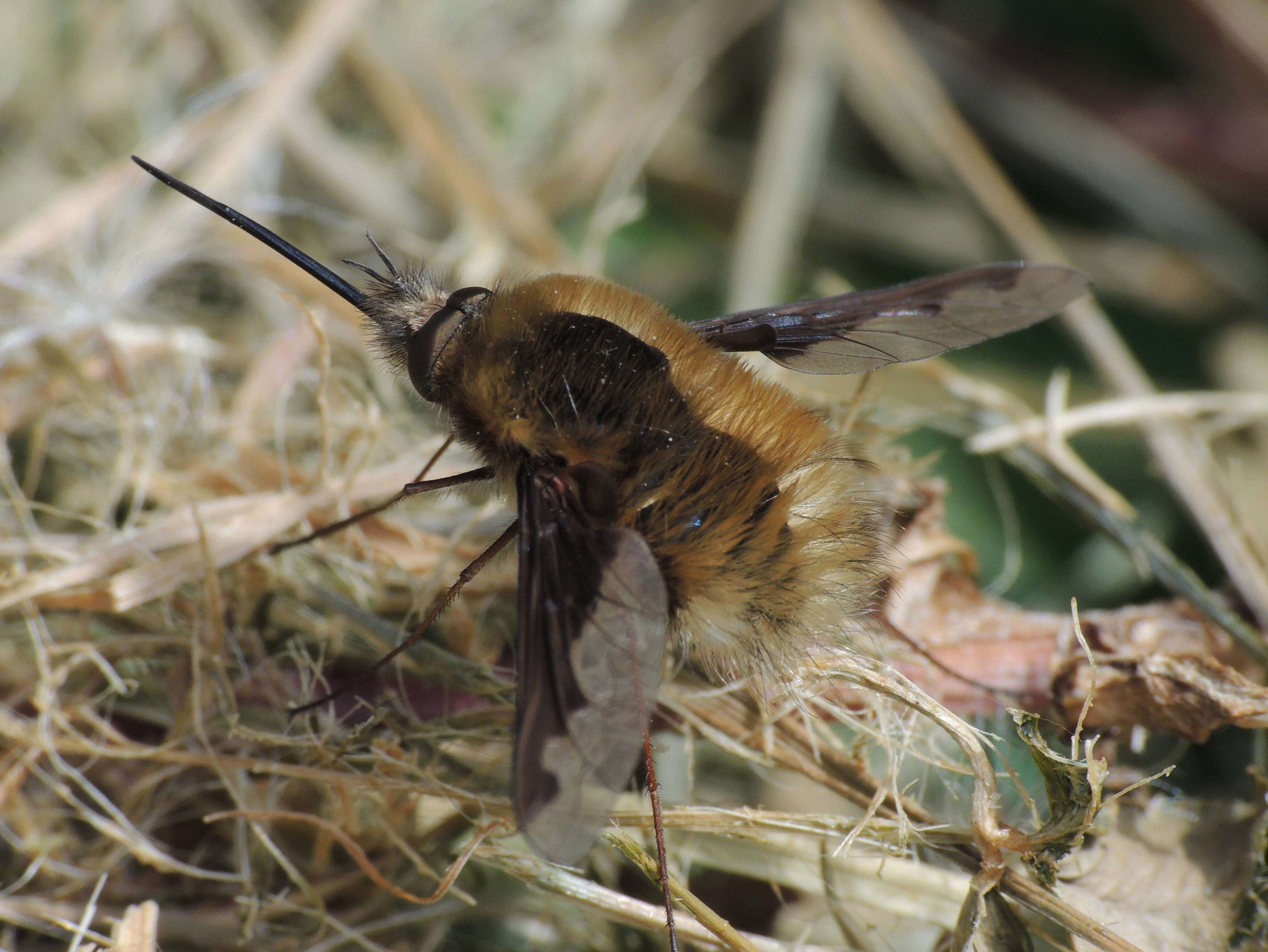 Image of Large bee-fly