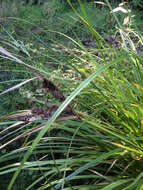 Image of Cyperus ustulatus A. Rich.