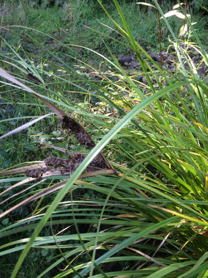 Image of Cyperus ustulatus A. Rich.