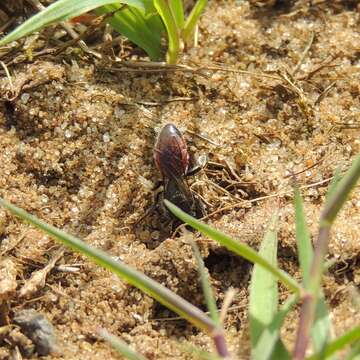 صورة Sphecodes Latreille 1804