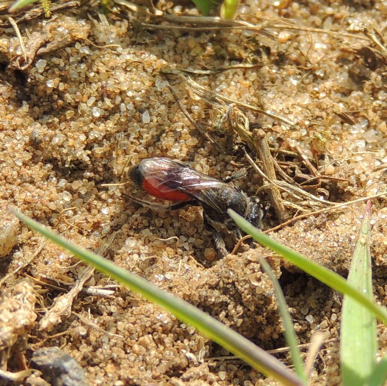 Image of Sphecodes Latreille 1804