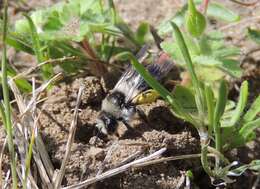 Image of Ashy Mining Bee