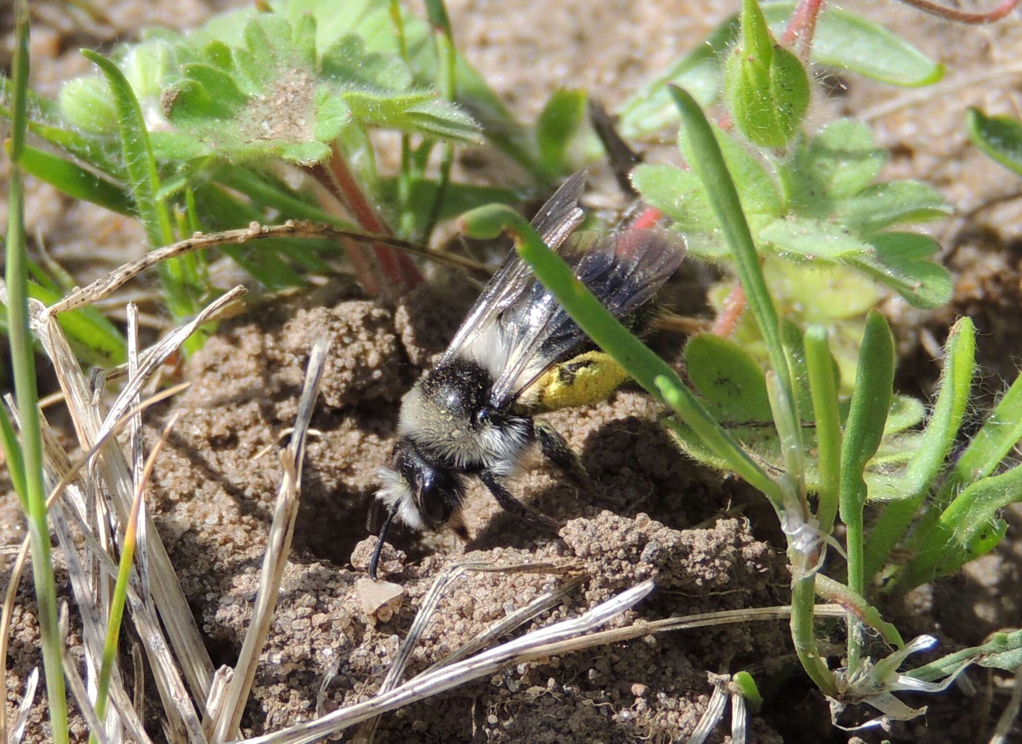 Image of Ashy Mining Bee