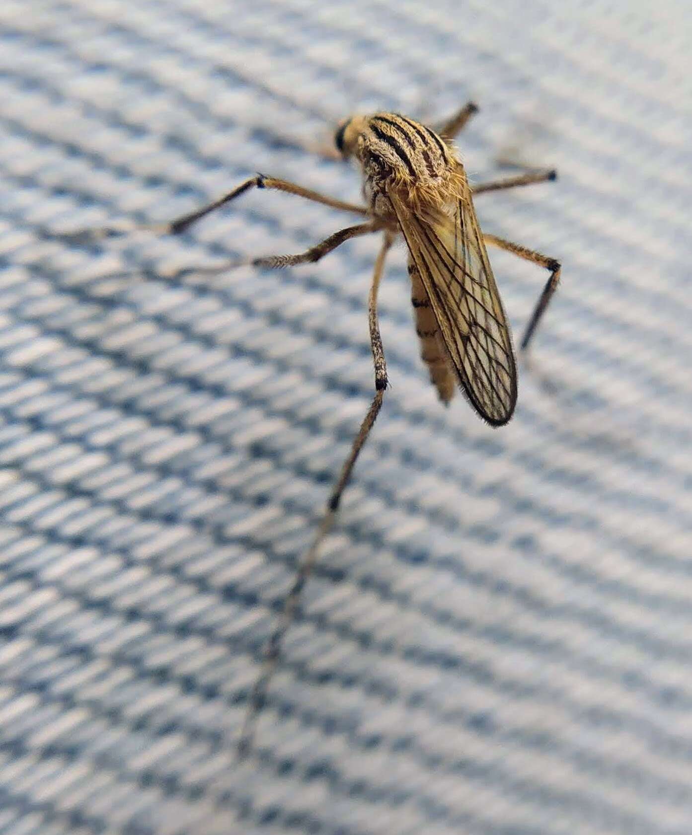 Sivun Aedes vittiger (Skuse 1889) kuva