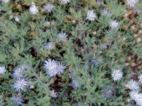 Image of Mesembryanthemum parviflorum Jacq.