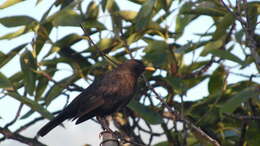 Слика од Turdus merula cabrerae Hartert 1901