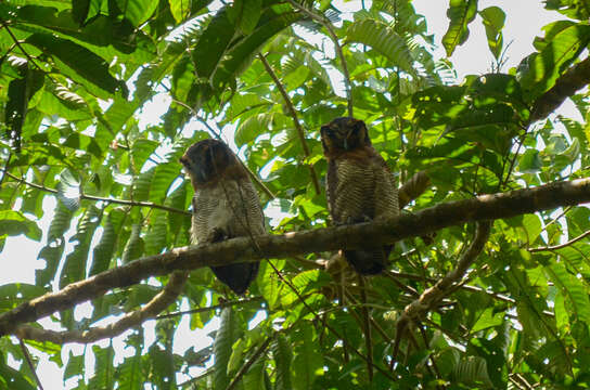 Image of Brown Wood Owl