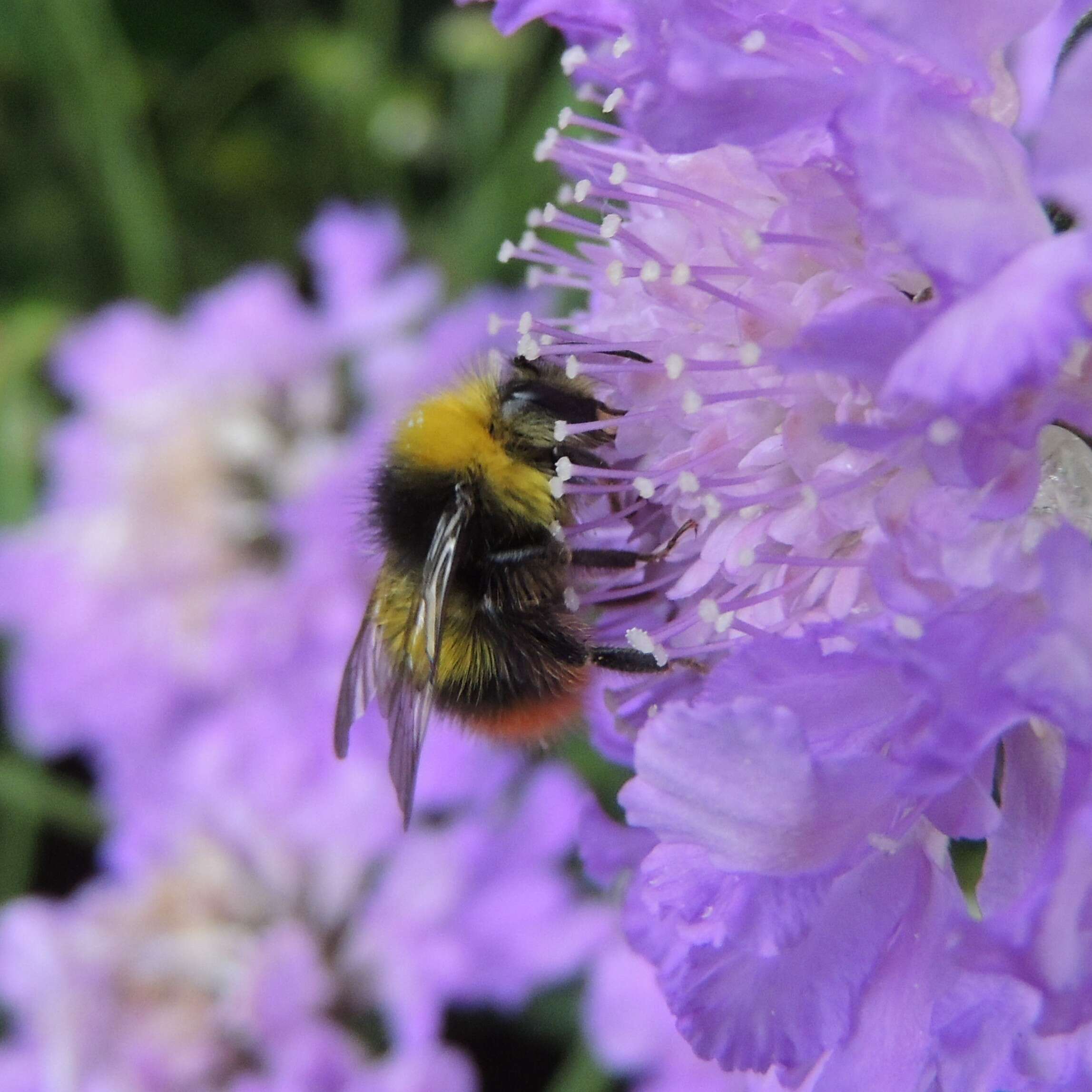 Plancia ëd Bombus pratorum (Linnaeus 1761)