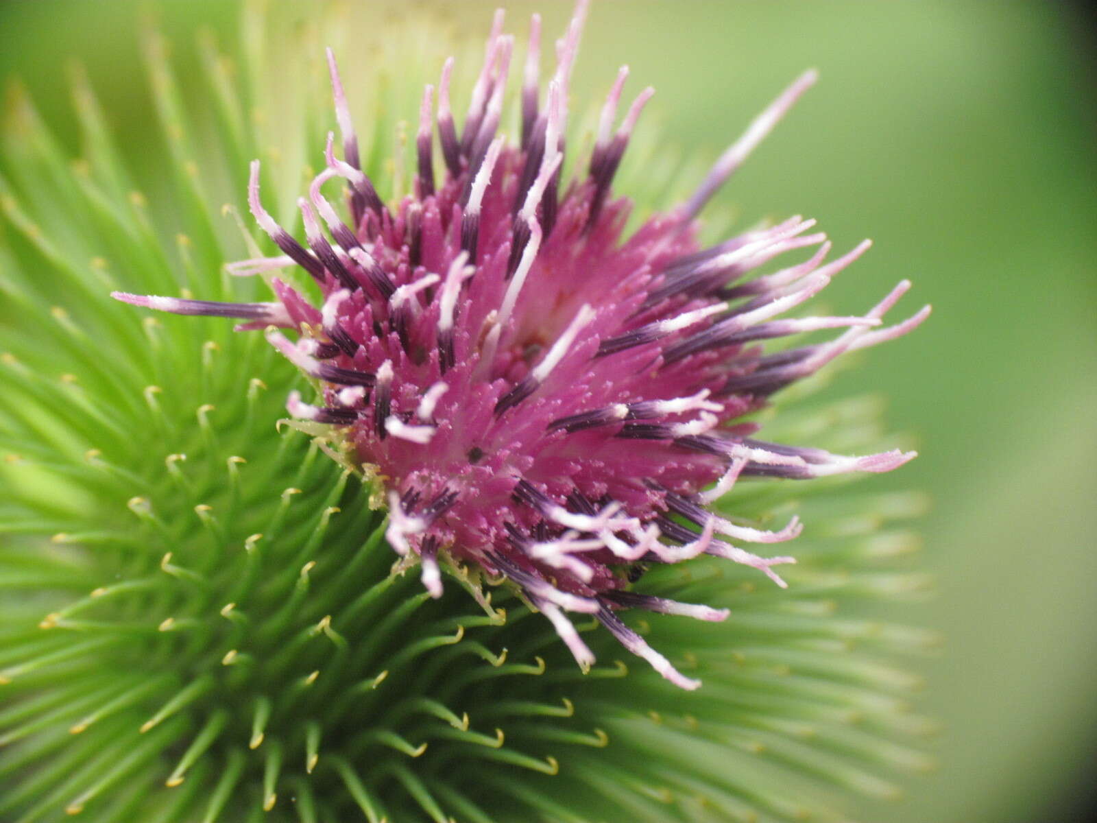 Image of greater burdock