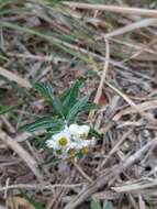 Image of Mount Yushan Pearly Everlasting