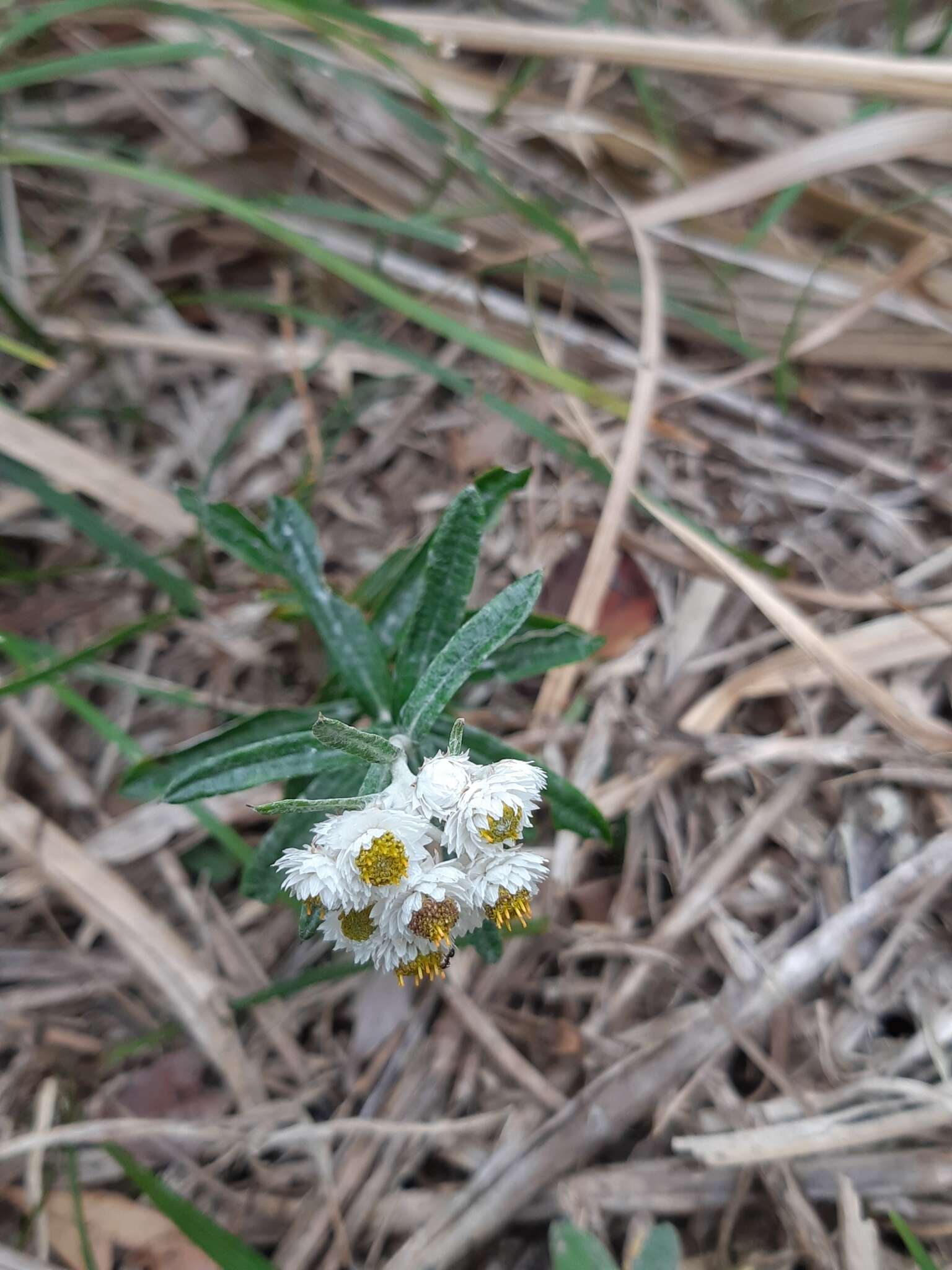 Слика од Anaphalis morrisonicola Hayata