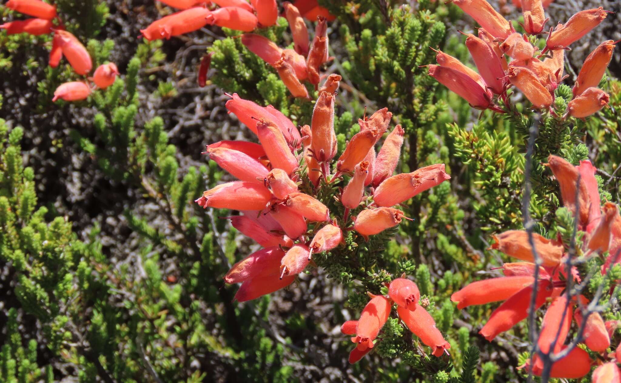 Image of Erica tumida var. tumida