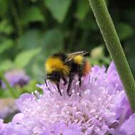 Image of Early bumblebee