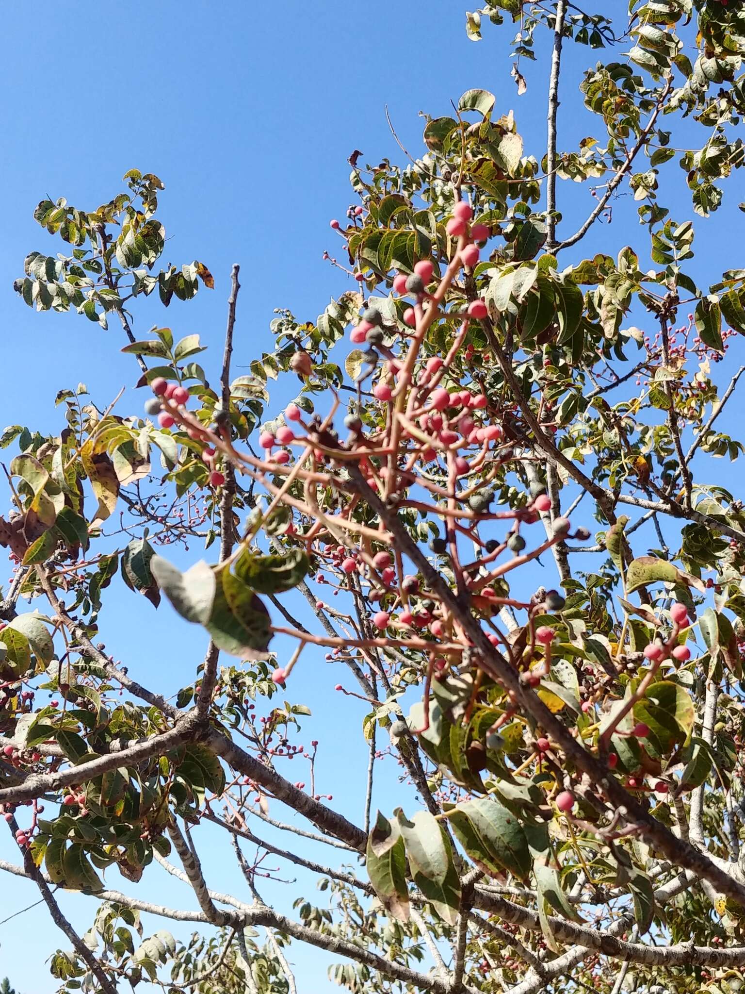 Image of Cyprus turpentine