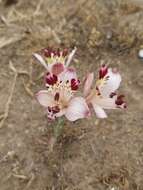 Image of Alstroemeria diluta Ehr. Bayer