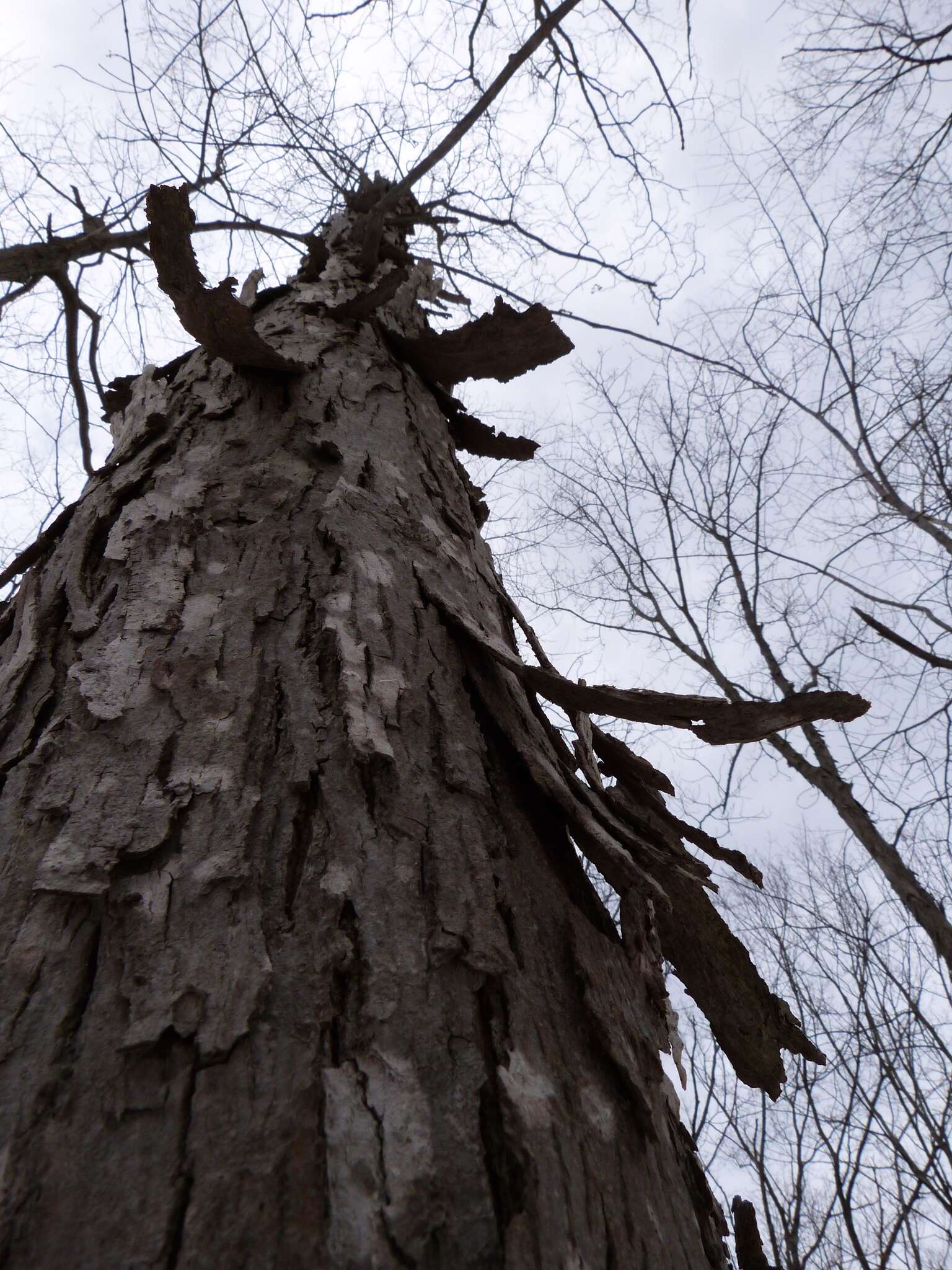 Image of shagbark hickory