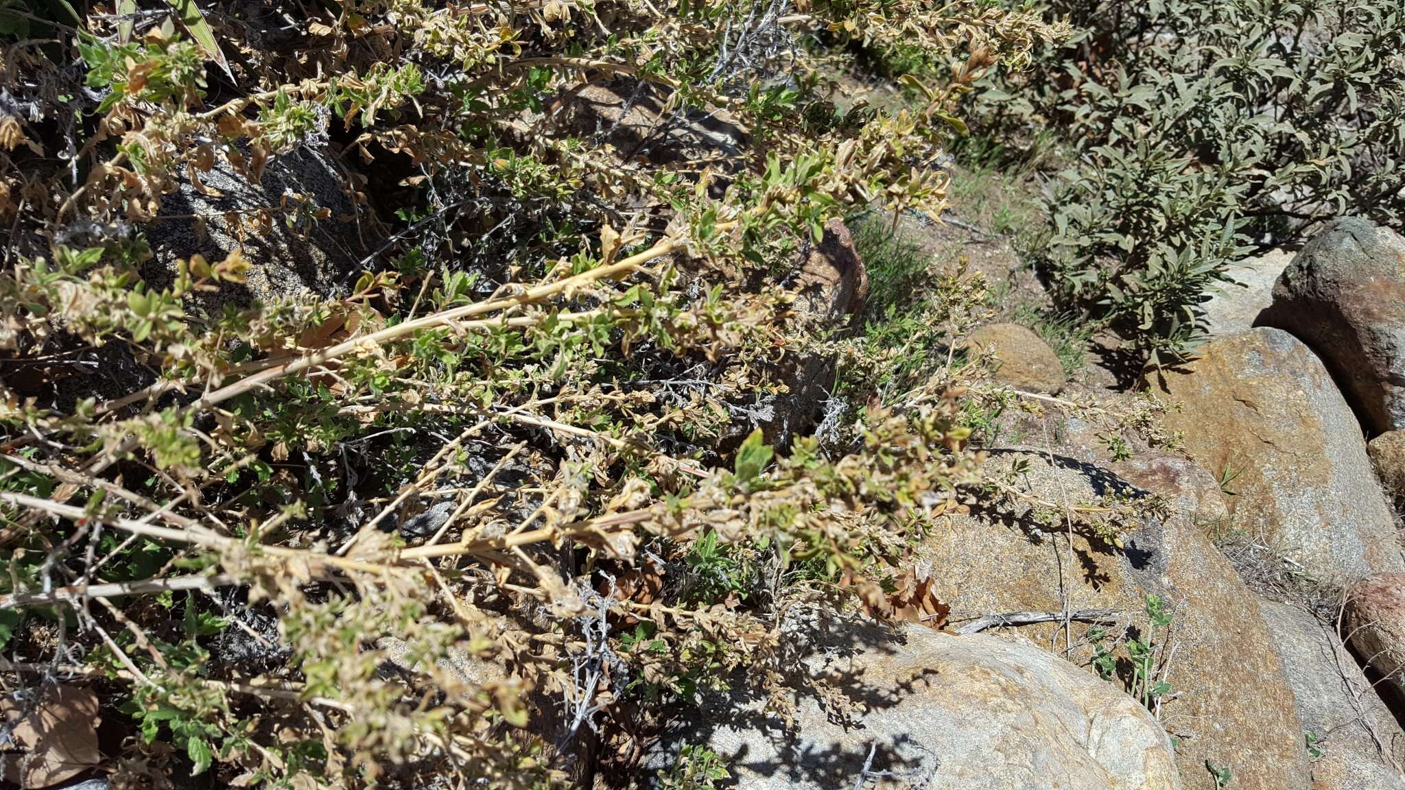 Image de Epilobium canum subsp. latifolium (Hook.) P. H. Raven