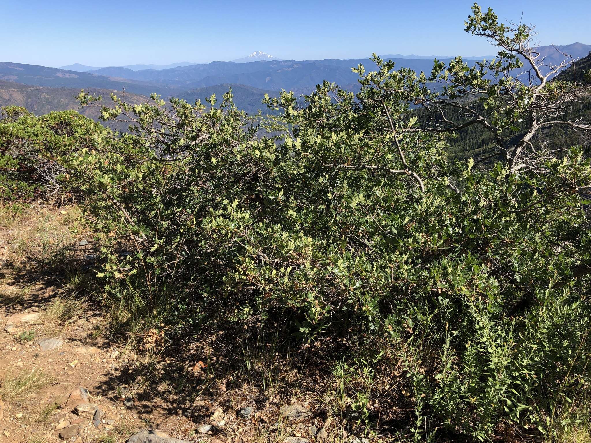 Image of Oregon white oak