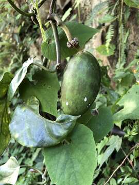 Image of Marsdenia formosana Masamune