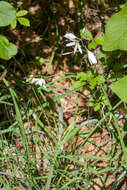 Image of St. Bernard’s lily