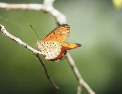 Image of Acraea zitja Boisduval 1833