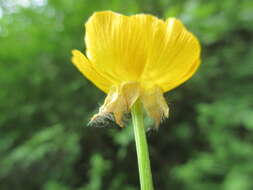 Ranunculus bulbosus L.的圖片