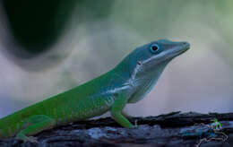 Image of Anolis chlorodius Köhler & Hedges 2016