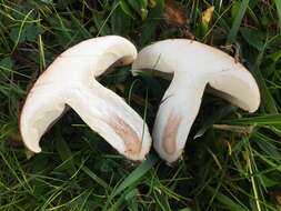 Image of Tricholoma fracticum (Britzelm.) Kreisel 1984