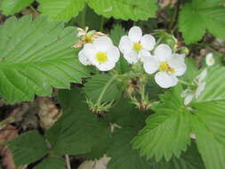 Image of Hautbois Strawberry