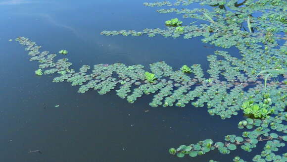 صورة Ludwigia helminthorrhiza (Mart.) Hara