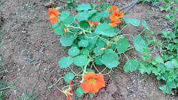 Image of Garden Nasturtium