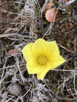 Imagem de Zephyranthes americana (Hoffmanns.) Ravenna