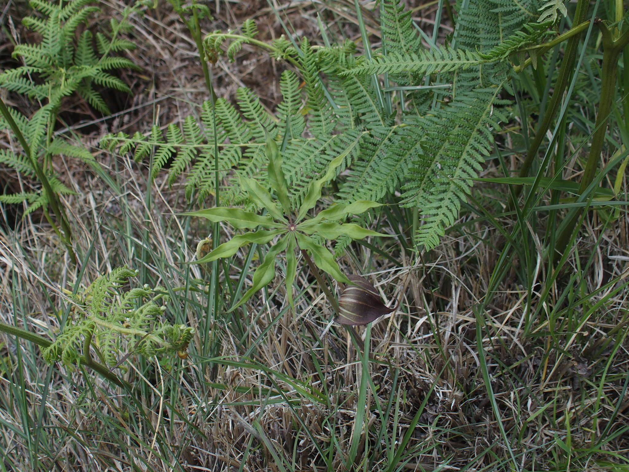 Image of Arisaema consanguineum Schott