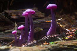 Image of Laccaria amethystina Cooke 1884