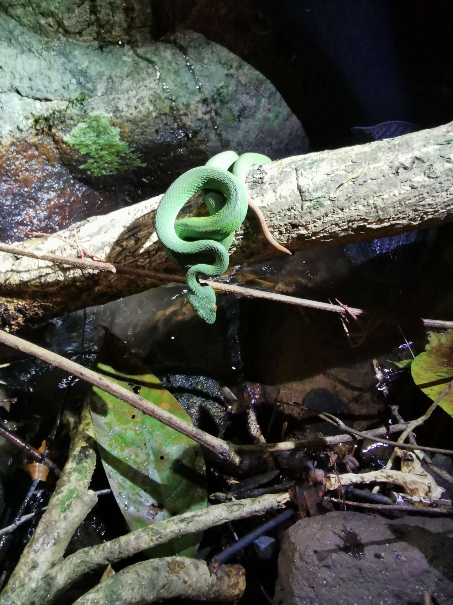 Image of Trimeresurus rubeus (Malhotra, Thorpe, Mrinalini & Stuart 2011)