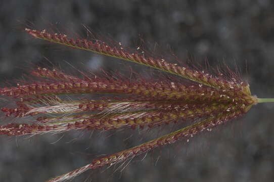 Image of swollen fingergrass