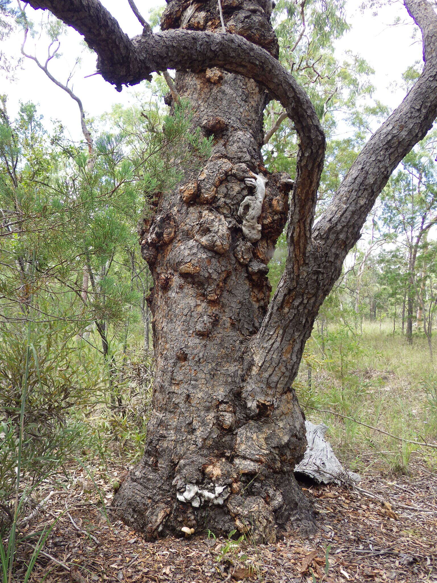 Image of Boletellus dissiliens (Corner) Pegler & T. W. K. Young 1981