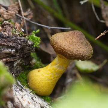 Image of Armillaria gallica Marxm. & Romagn. 1987