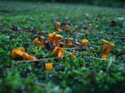 Image of Cantharellus minor Peck 1872