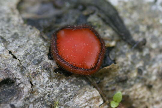 Imagem de Scutellinia scutellata (L.) Lambotte 1887