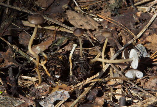 Image of sprucecone cap