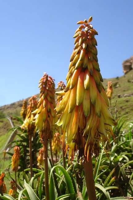 Plancia ëd Aloiampelos striatula var. striatula