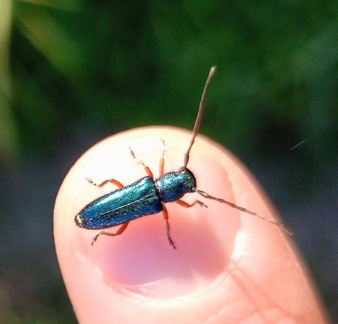 Слика од Phytoecia (Helladia) millefolii (Adams 1817)