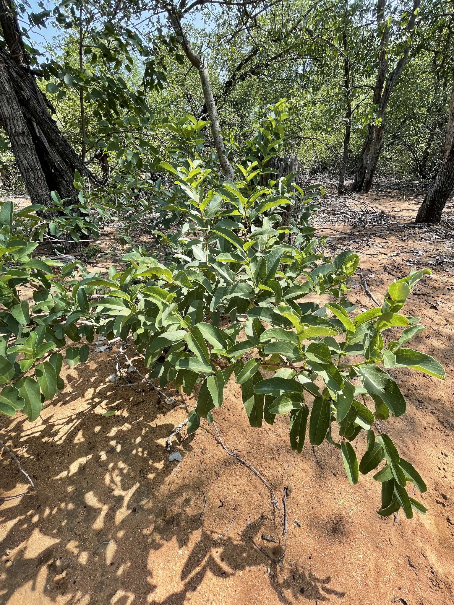 Plancia ëd Cissus cornifolia (Bak.) Planch.