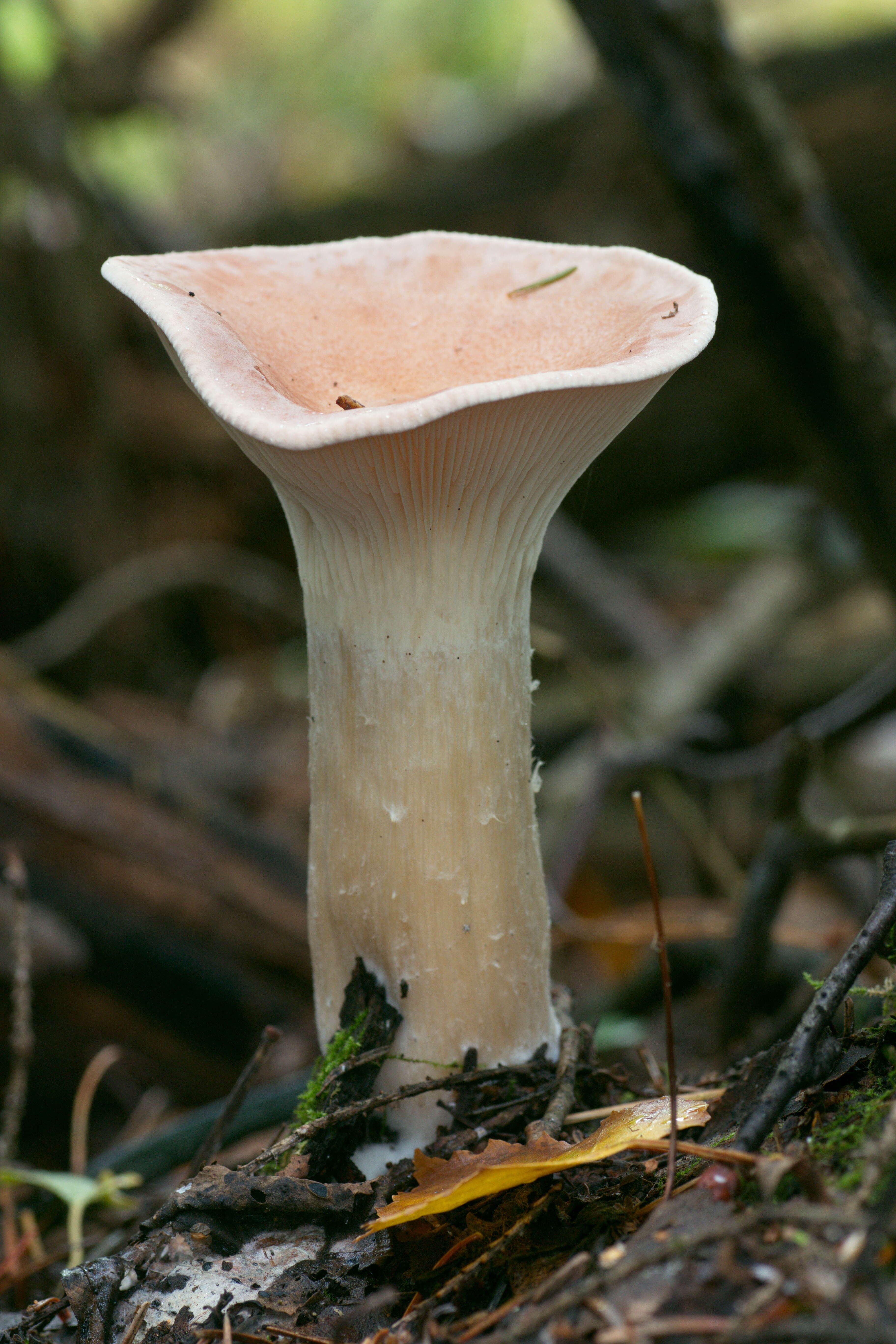 Image of Monk's head