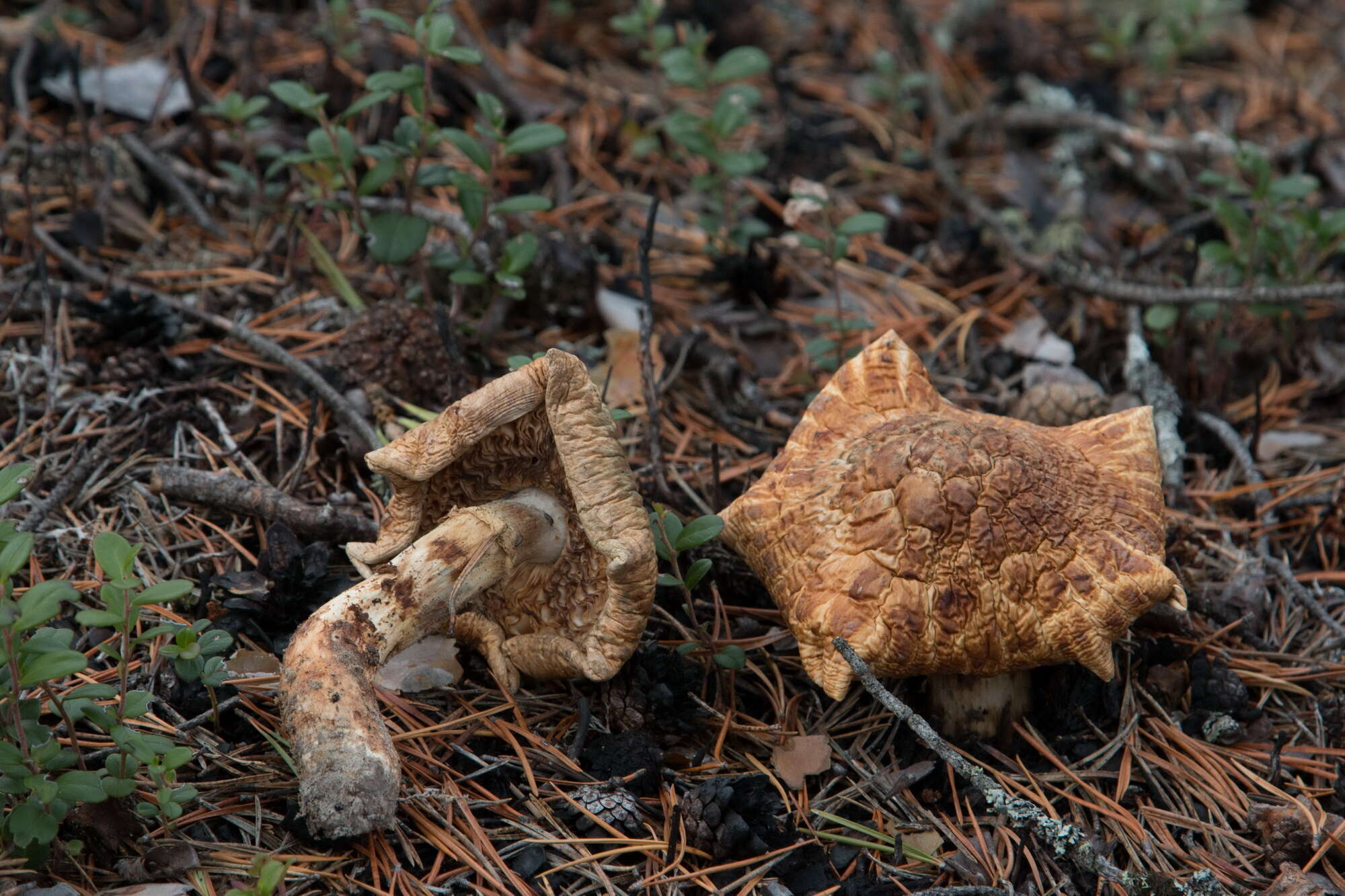 Tricholoma matsutake (S. Ito & S. Imai) Singer 1943 resmi