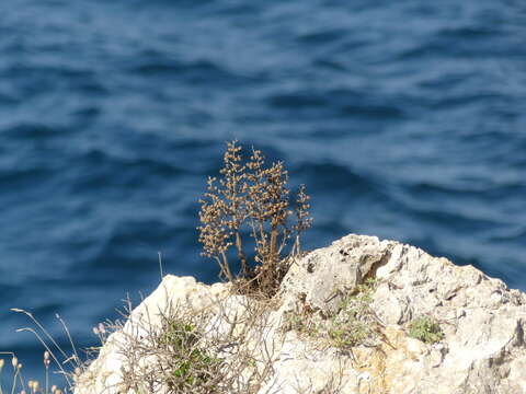 Imagem de Scrophularia lucida L.